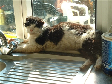 Why should I neuter my male cat?